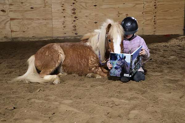 para-shetland-pony