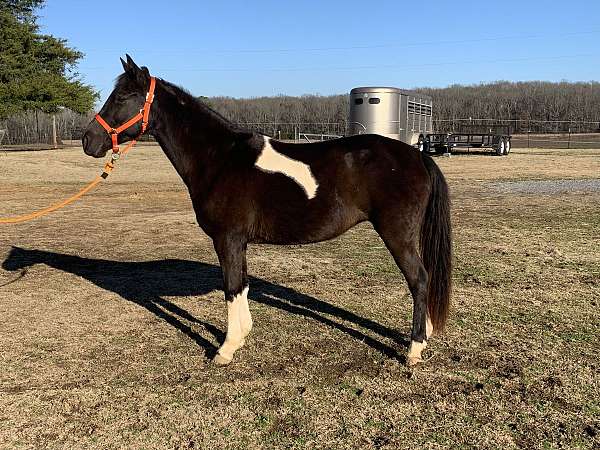 spotted-saddle-mare