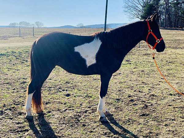 spotted-saddle-horse-for-sale