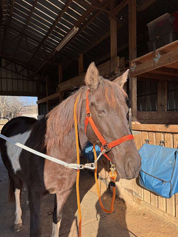 spotted-saddle-horse