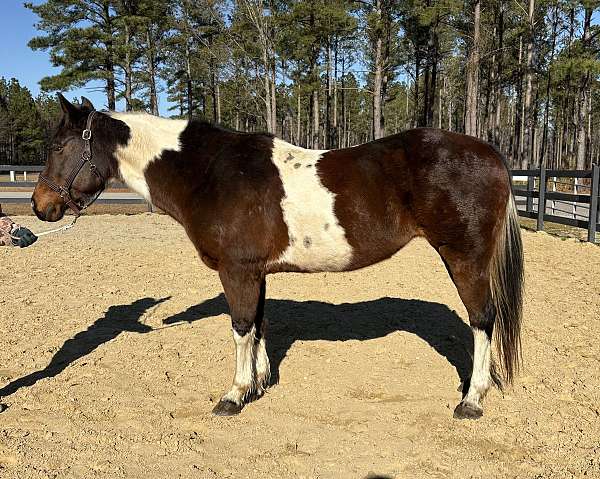 great-manners-paint-horse