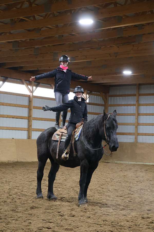 western-r-percheron-horse