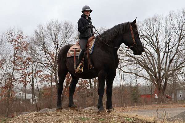 all-around-percheron-horse