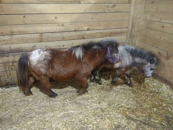 white-blanket-star-on-face-horse