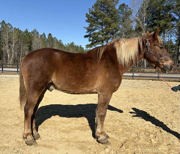 sorrel-draft-gelding