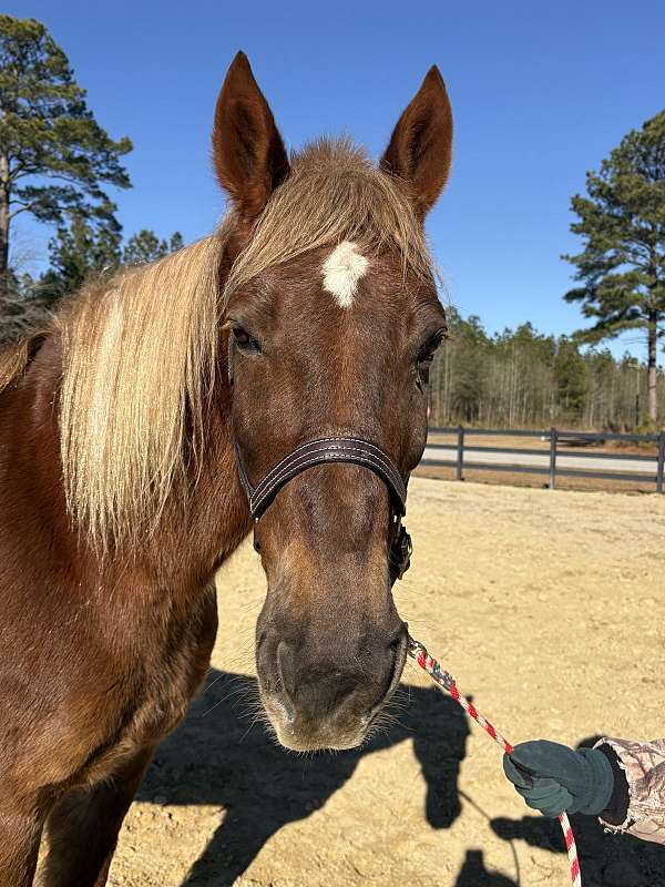 pleasure-ride-draft-horse