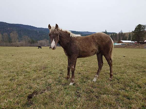 flaxen-mane-tail-snip-star-horse