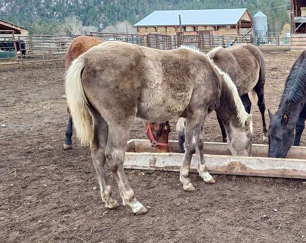 chocolate-flaxen-mane-tail-snip-star-horse