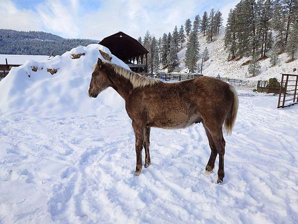 flaxen-mane-tail-snip-star-horse