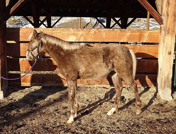 flaxen-mane-tail-snip-star-horse