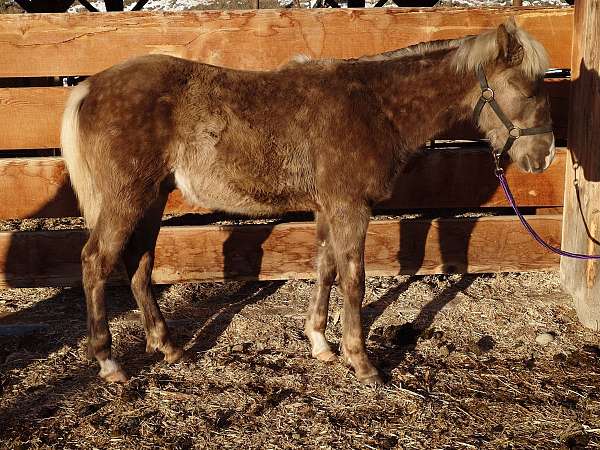 chocolate-flaxen-mane-tail-snip-star-horse