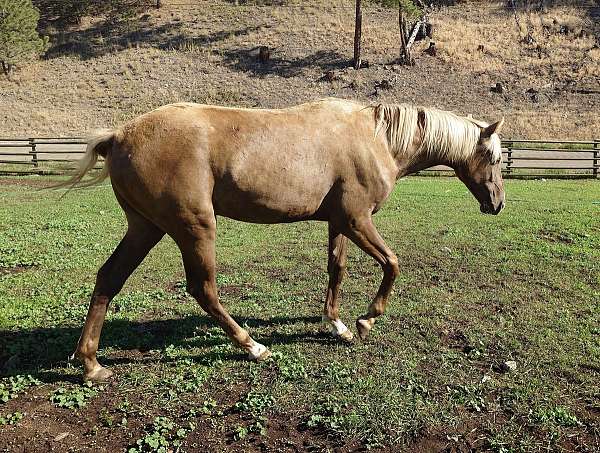 flaxen-mane-tail-snip-star-horse