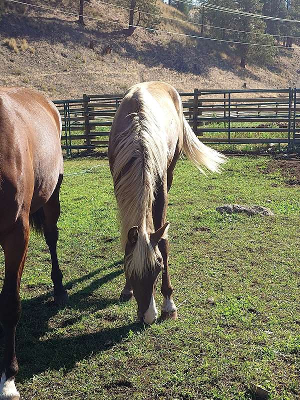 chocolate-flaxen-mane-tail-snip-star-horse