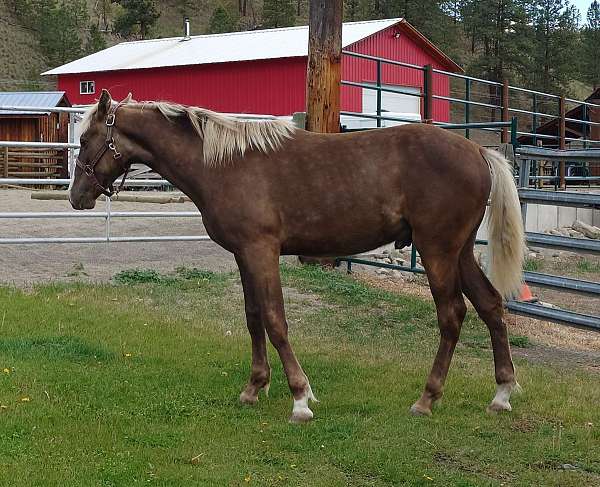 flaxen-mane-tail-snip-star