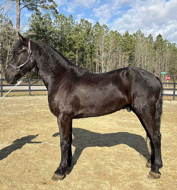 gentle-as-they-come-friesian-horse