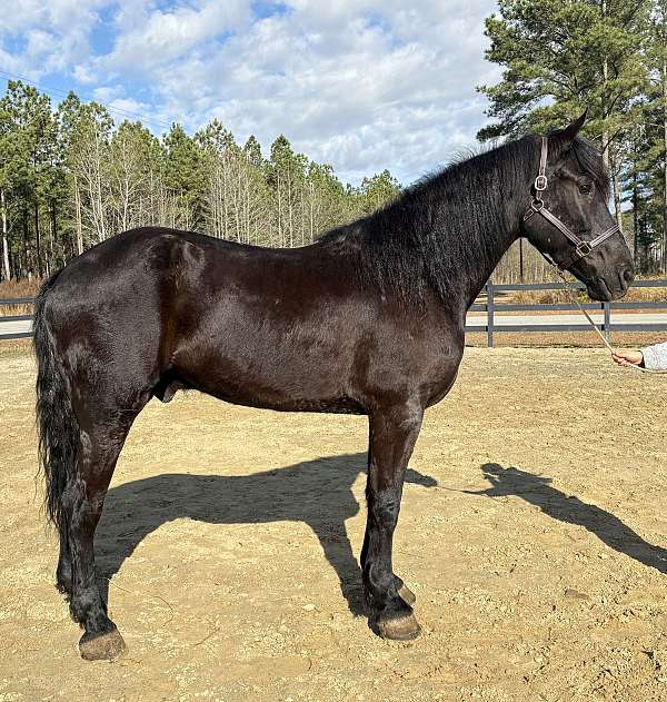 great-manners-friesian-horse