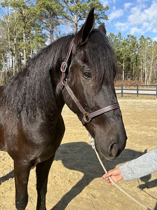 guarantee-friesian-horse