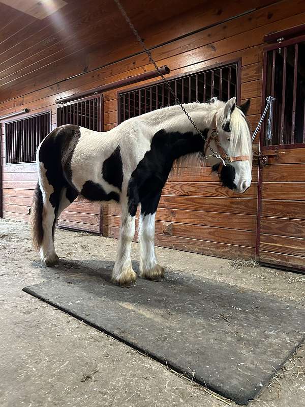 gypsy-vanner-mare