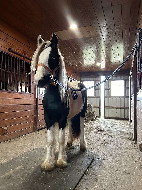 gypsy-vanner-horse-for-sale