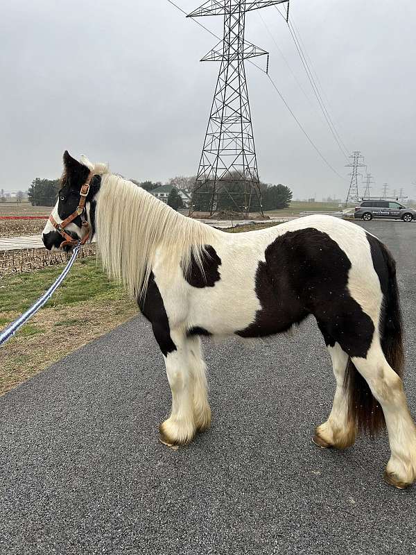 gypsy-vanner-horse