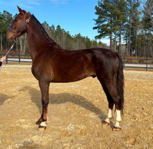 action-saddlebred-horse