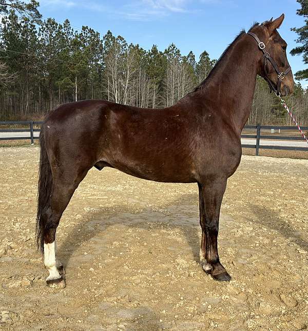 day-saddlebred-horse