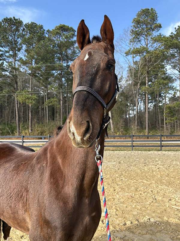 drive-saddlebred-horse