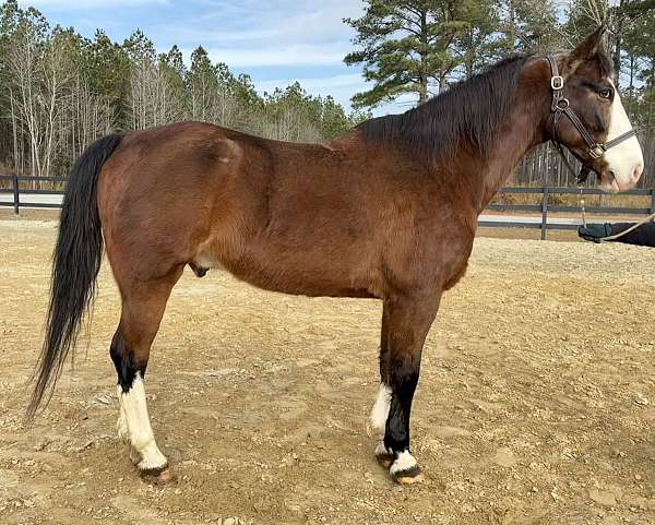 mover-draft-horse