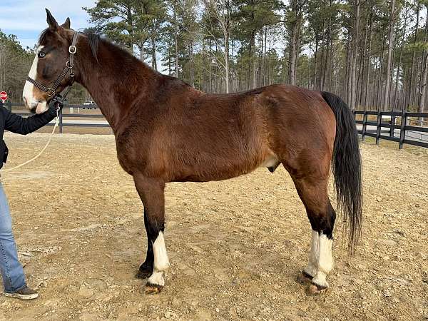 roads-draft-horse