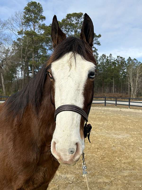 sane-sound-draft-horse