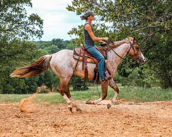 topwind-ranch-filly