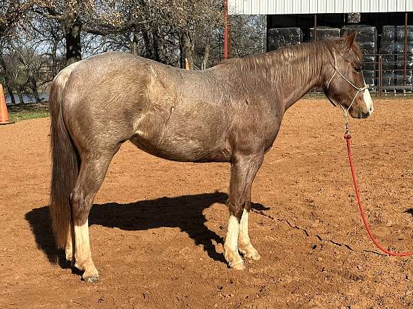 roan-quarter-horse