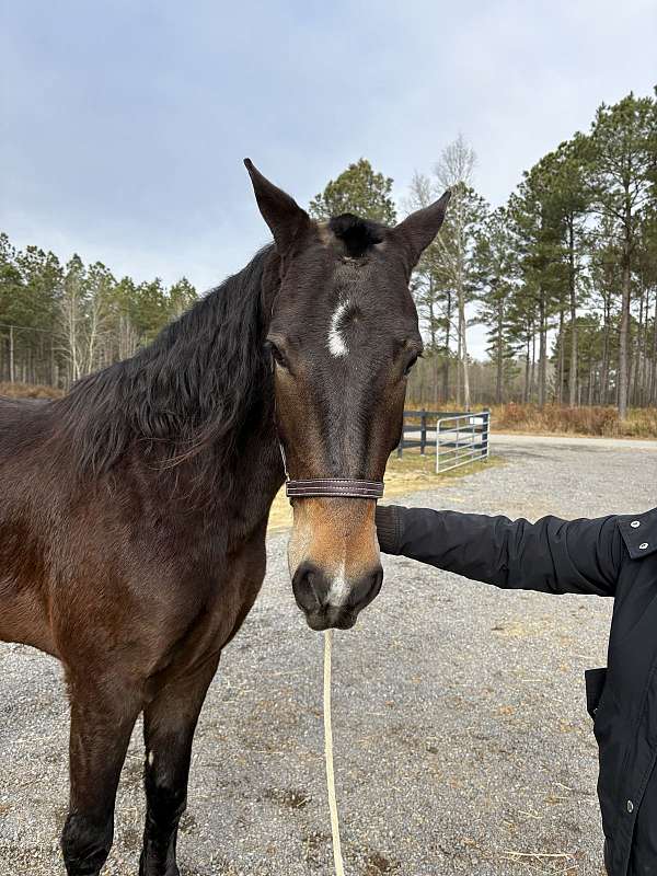 bay-friesian-horse