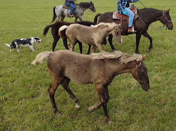 chocolate-curly-colt-stallion