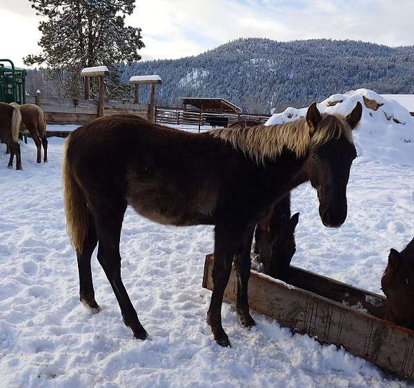 stallion-curly-horse