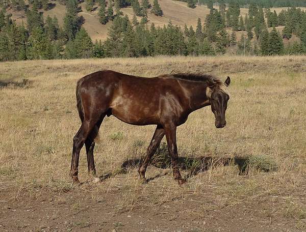 chocolate-curly-colt-stallion