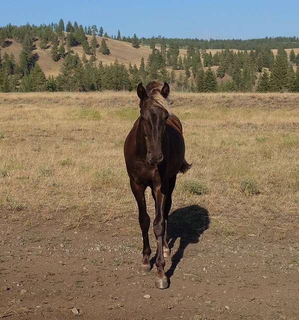 chocolate-rmha-colt-stallion