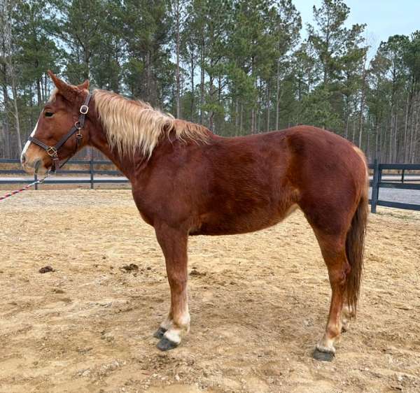 easy-belgian-horse