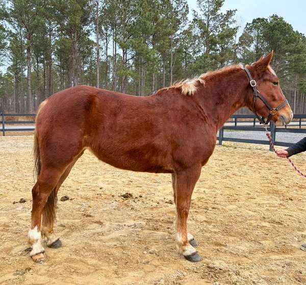 easy-to-ride-belgian-horse