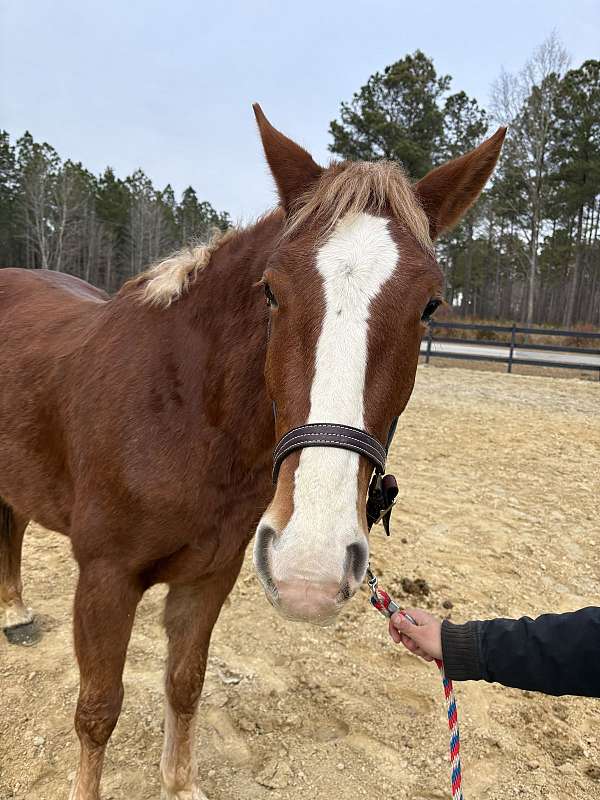 good-manners-belgian-horse