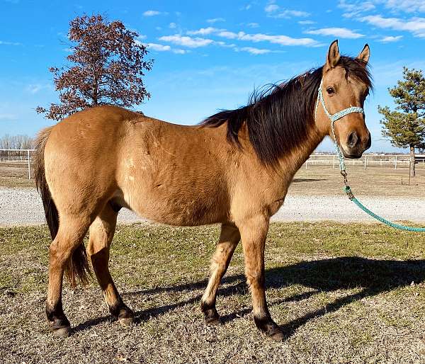 through-the-pasture-gelding