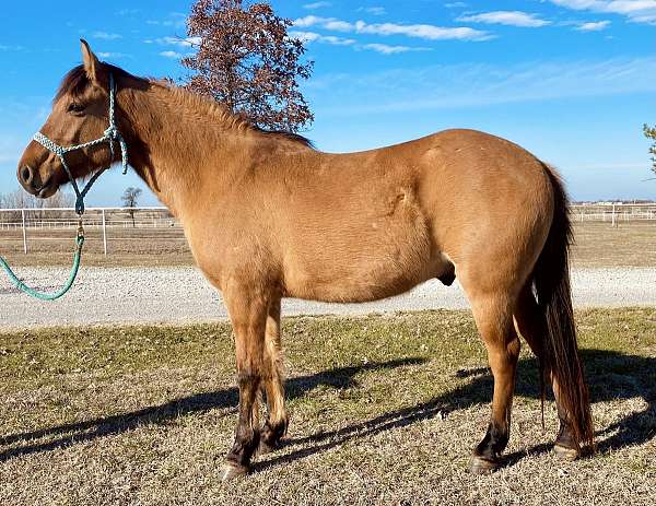 zebra-stripes-gelding