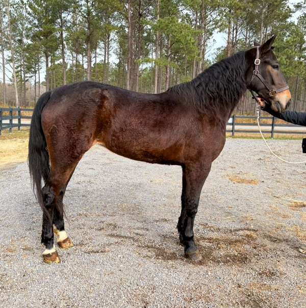 back-friesian-horse