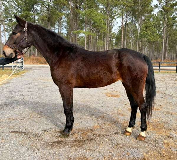 baroque-friesian-horse