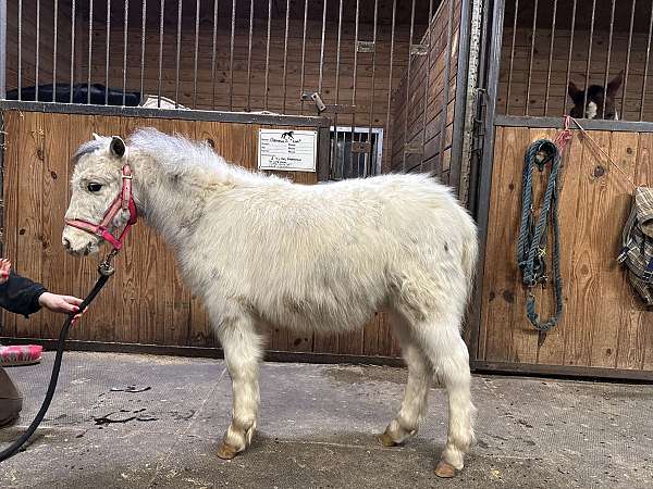 all-around-miniature-pony