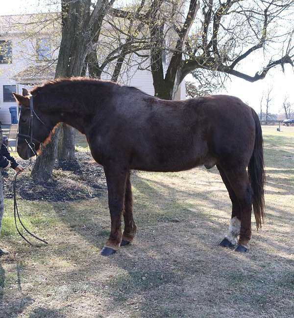 all-around-draft-horse