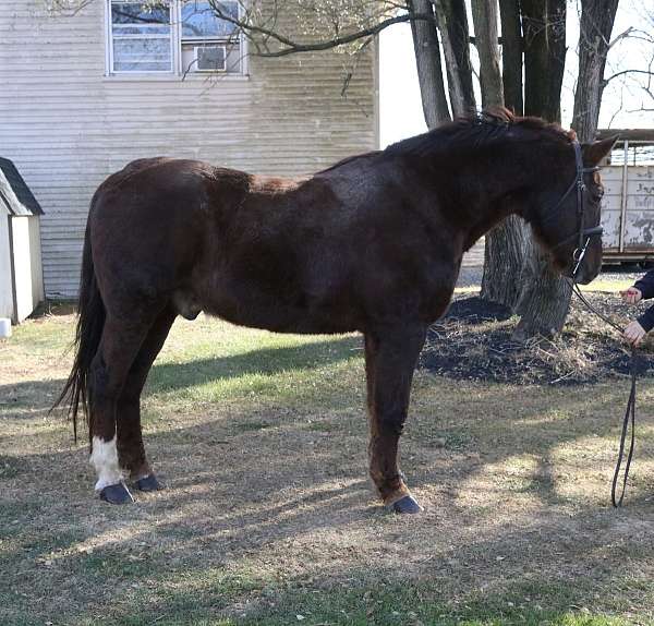 beginner-draft-horse