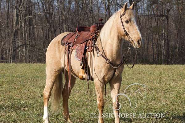 comfortable-kentucky-mountain-horse