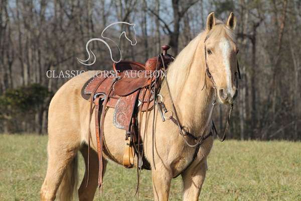 exceptional-kentucky-mountain-horse