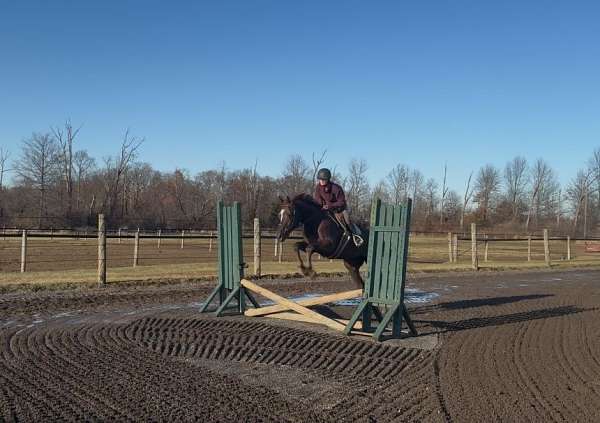 dressage-quarter-horse